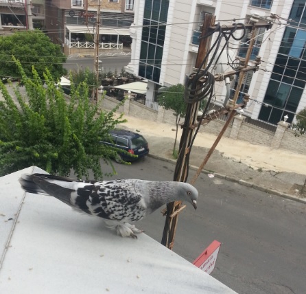 Kuş Kovucu Tavsiyeleri : Kapak Görseli